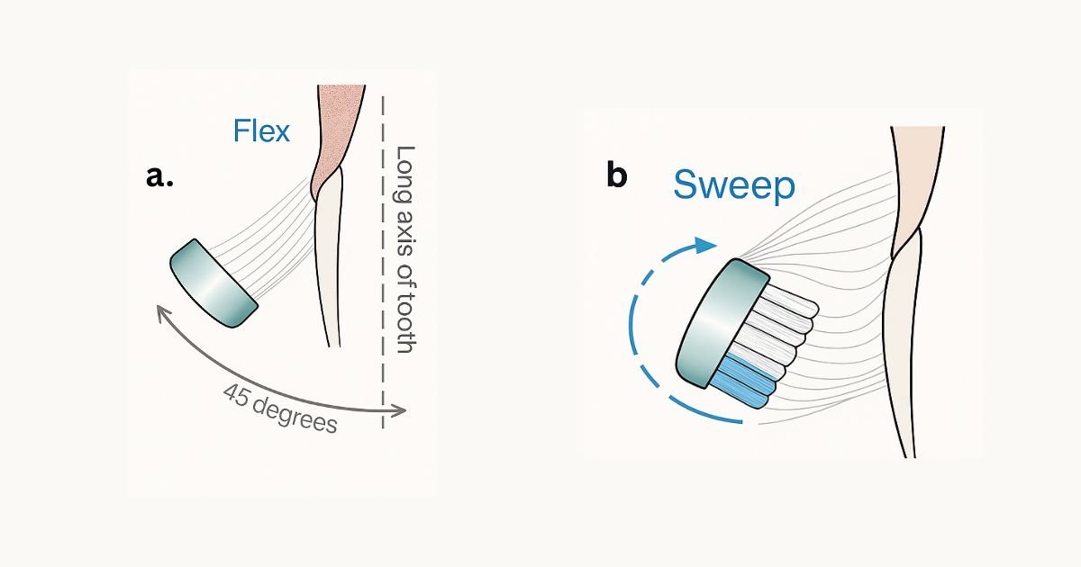 Illustration showing the correct way to brush your teeth using a 45-degree angle technique (Bass technique), with diagrams demonstrating the "flex" and "sweep" motions and a photo of a toothbrush positioned at the gum line.