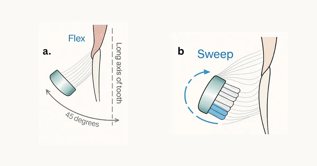 Illustration showing the correct way to brush your teeth using a 45-degree angle technique (Bass technique), with diagrams demonstrating the "flex" and "sweep" motions and a photo of a toothbrush positioned at the gum line.